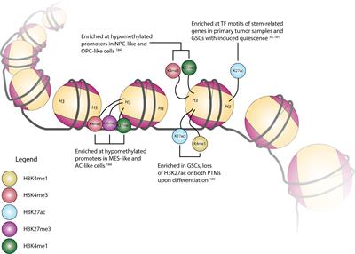 The function of histone methylation and acetylation regulators in GBM pathophysiology